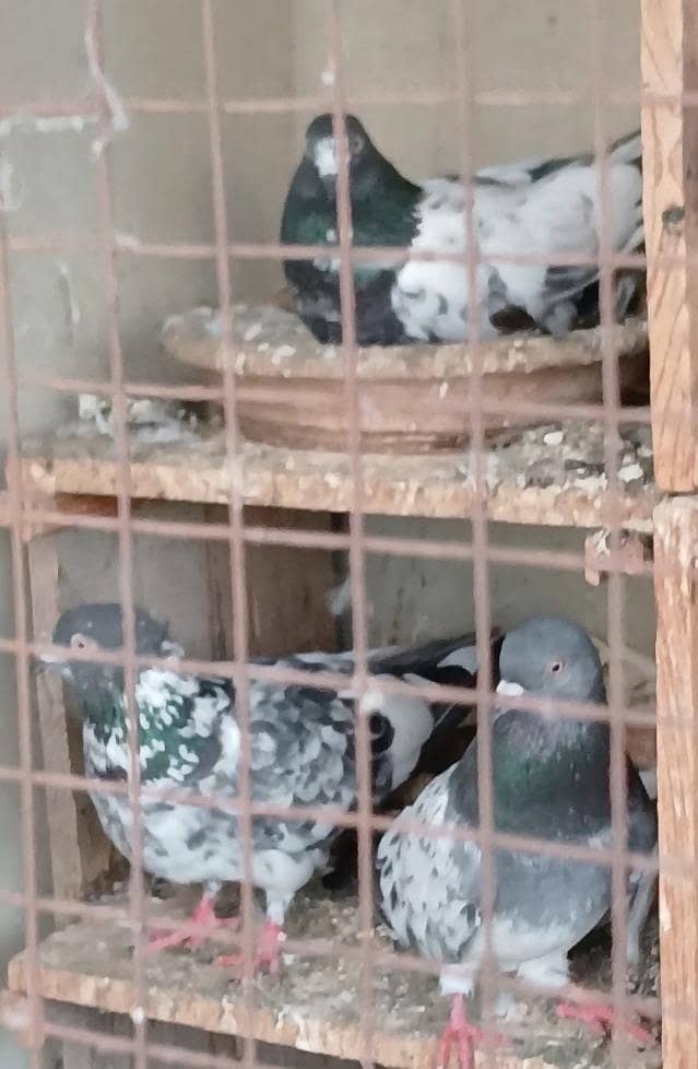 pigeons 0