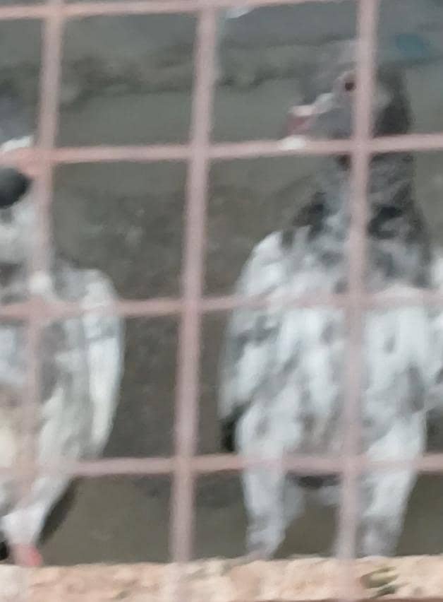 pigeons 1