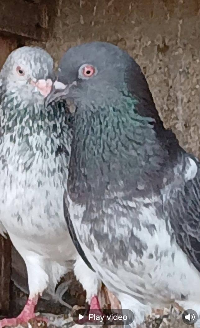 pigeons 2