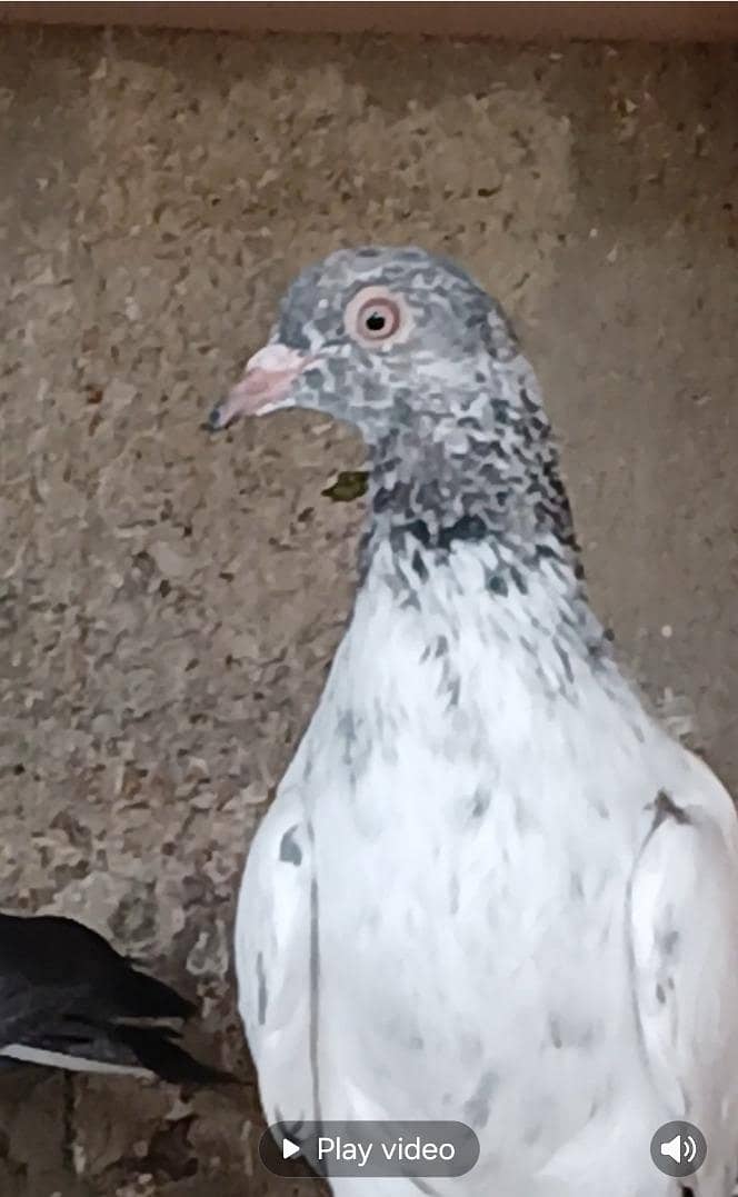 pigeons 3