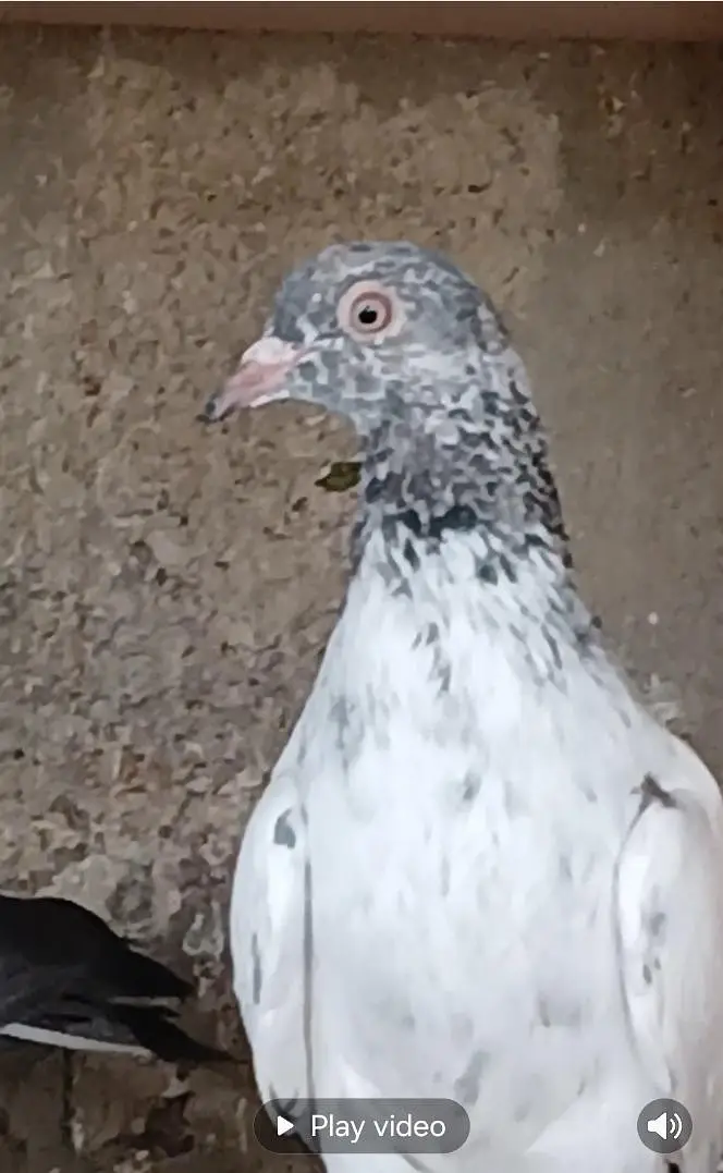 pigeons — photo 4