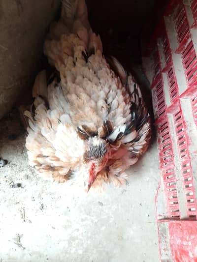 kurrk Aseel Madi for sale