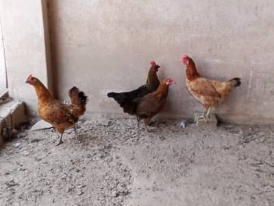 hen,s