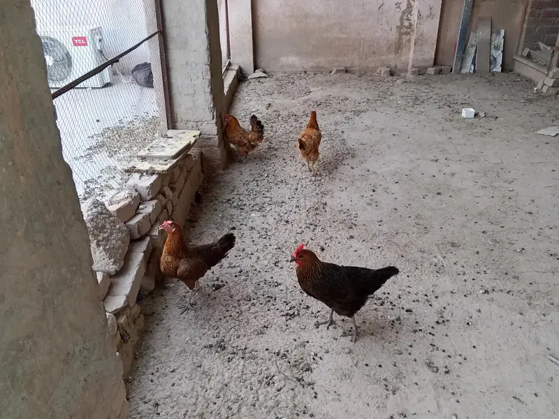 golden misri/ and dasi hen/2year — photo 2