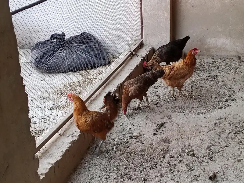golden misri/ and dasi hen/2year — photo 3