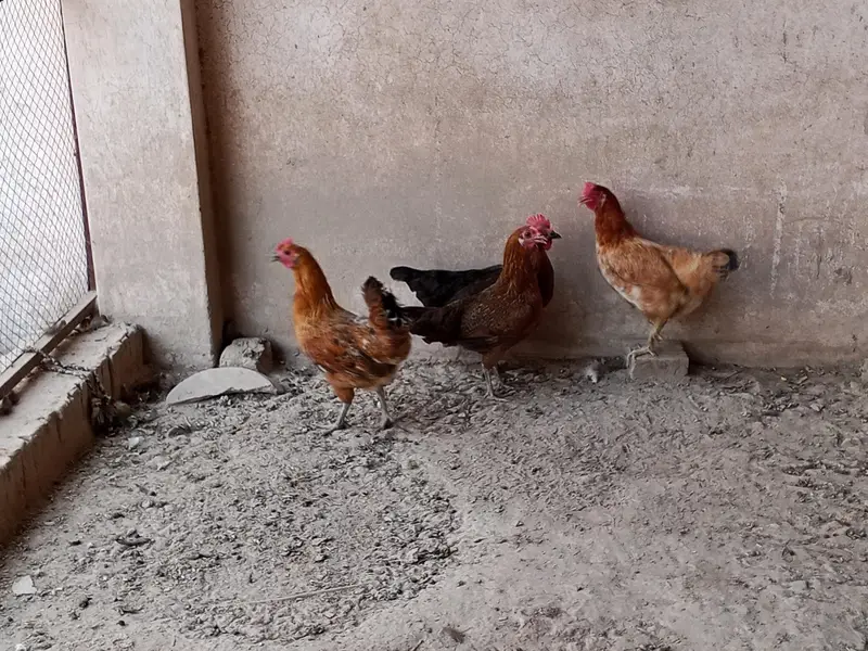 golden misri/ and dasi hen/2year — photo 4