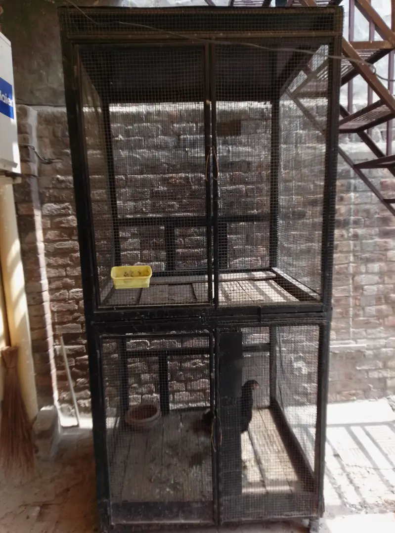 Pinjra for sale — photo 4