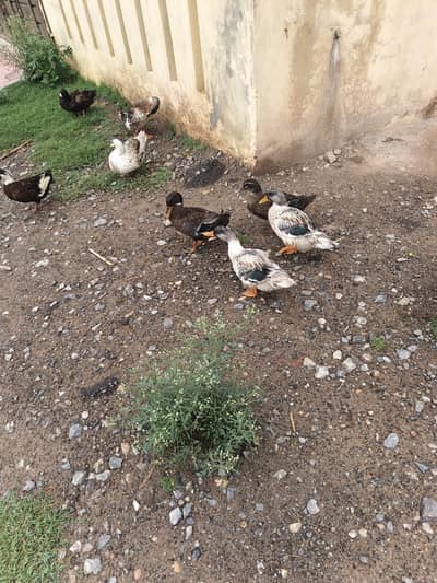 Ducks pairs
