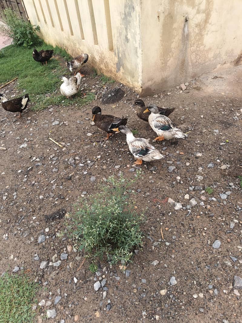 Ducks pairs 0
