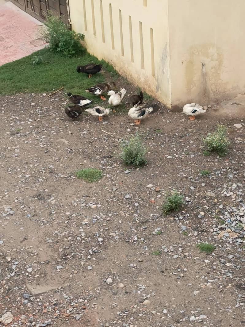 Ducks pairs 1