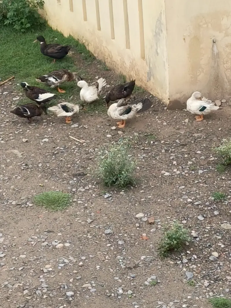 Ducks pairs — photo 3