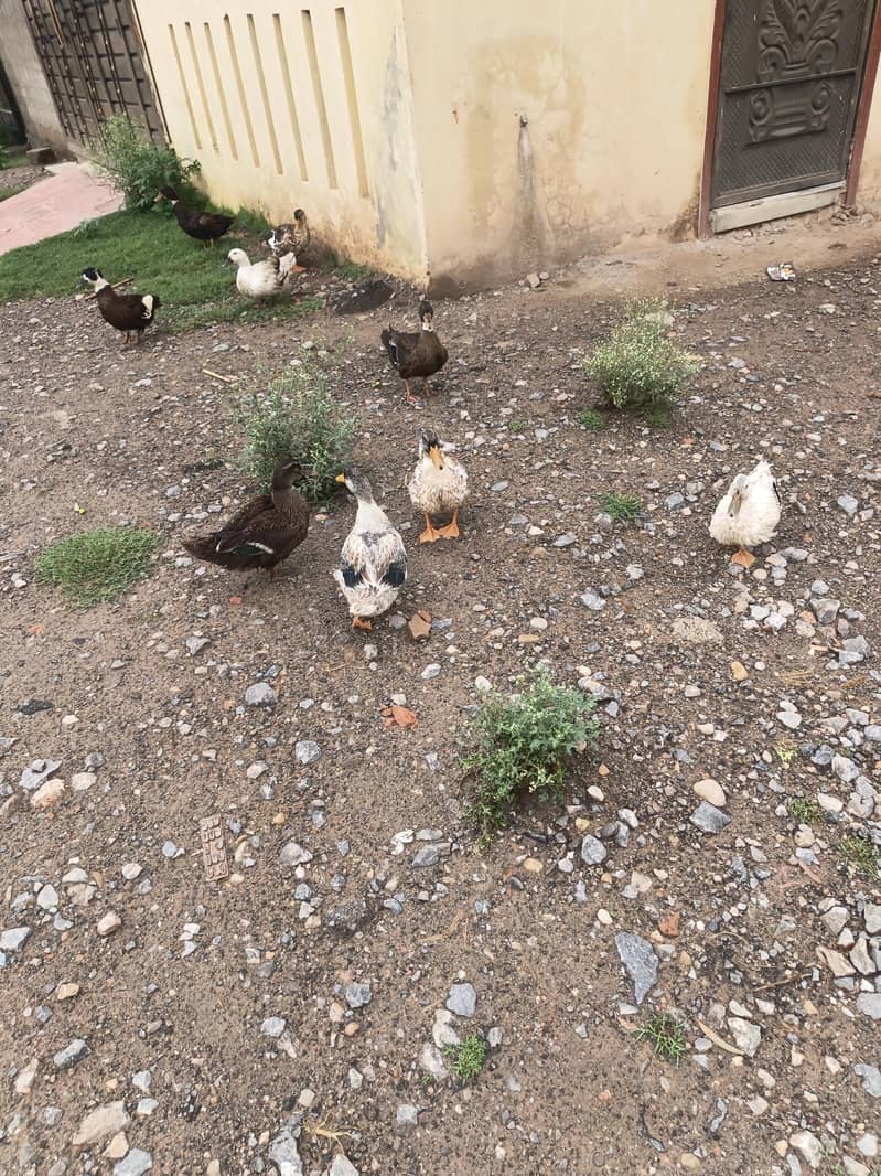 Ducks pairs 3
