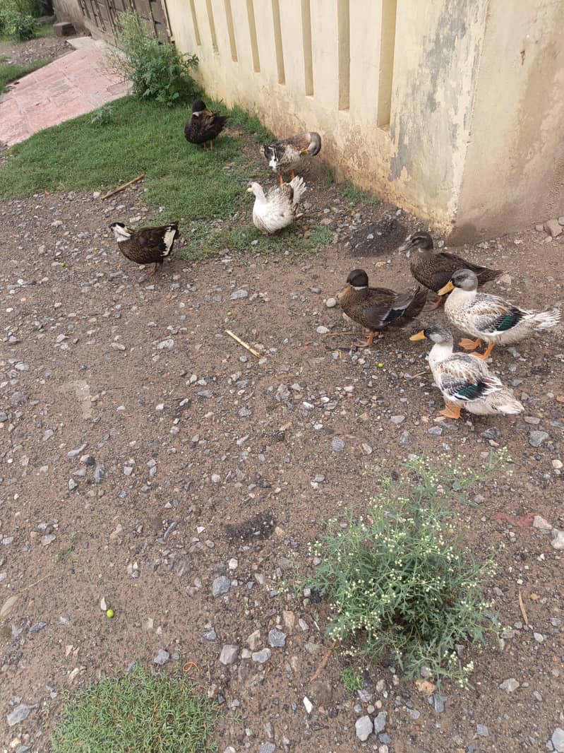 Ducks pairs 4