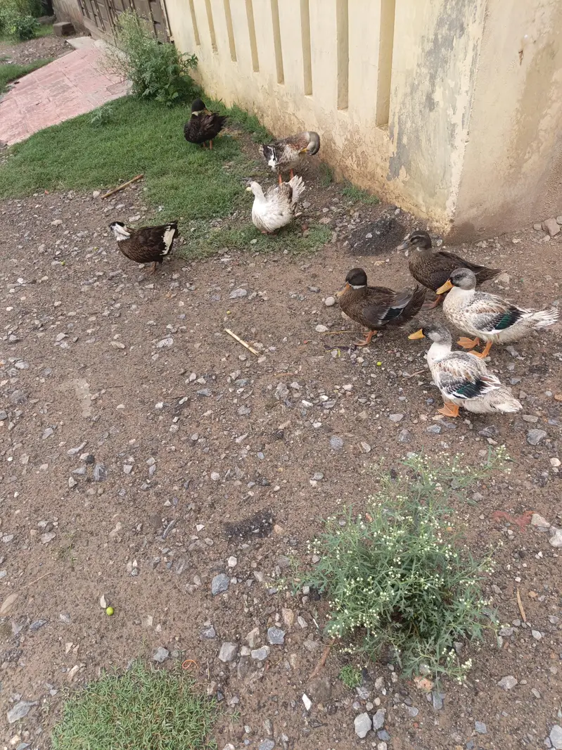 Ducks pairs — photo 5