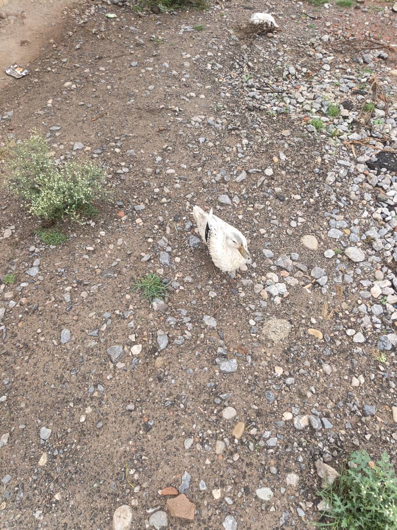Ducks pairs 5