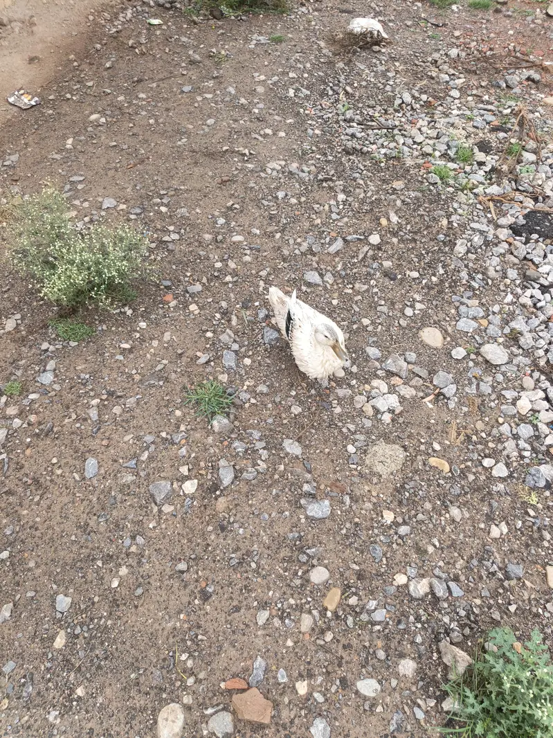 Ducks pairs — photo 6