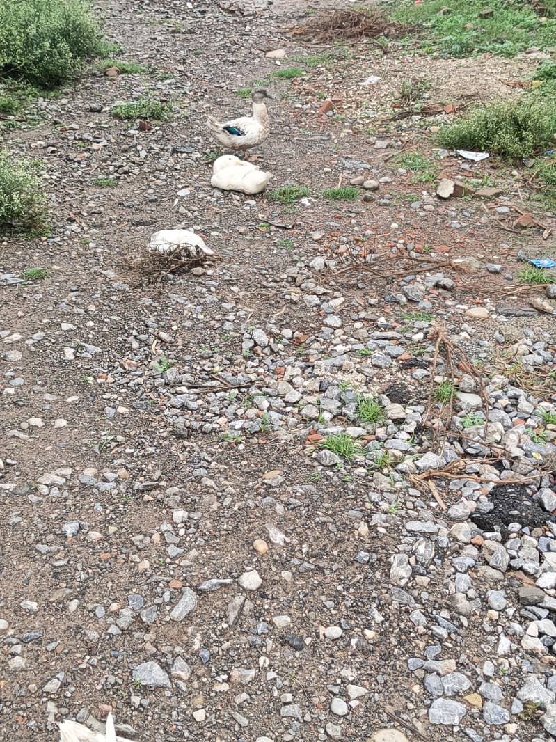 Ducks pairs 6