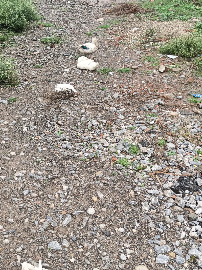 Ducks pairs — photo 7