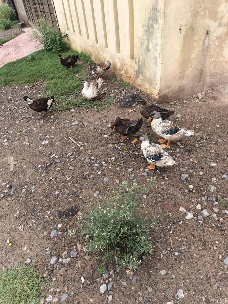 Ducks pairs 7
