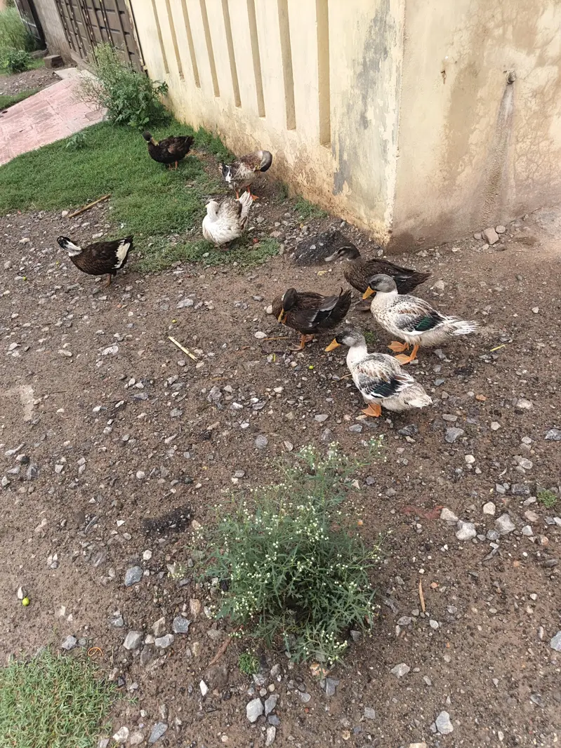 Ducks pairs — photo 8