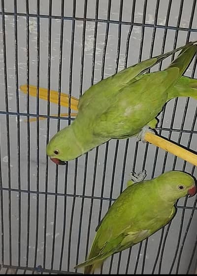 pair for sale