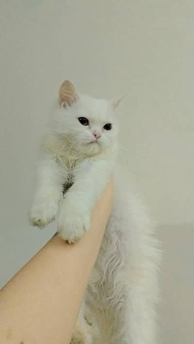 Persian female kitten