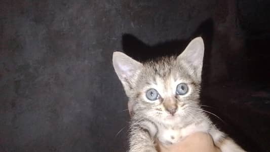 cat for adoption