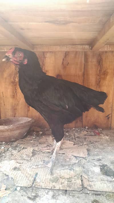 Unigold hens , aseel hen