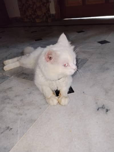 my catoo is for sale WhatsApp 03259595185