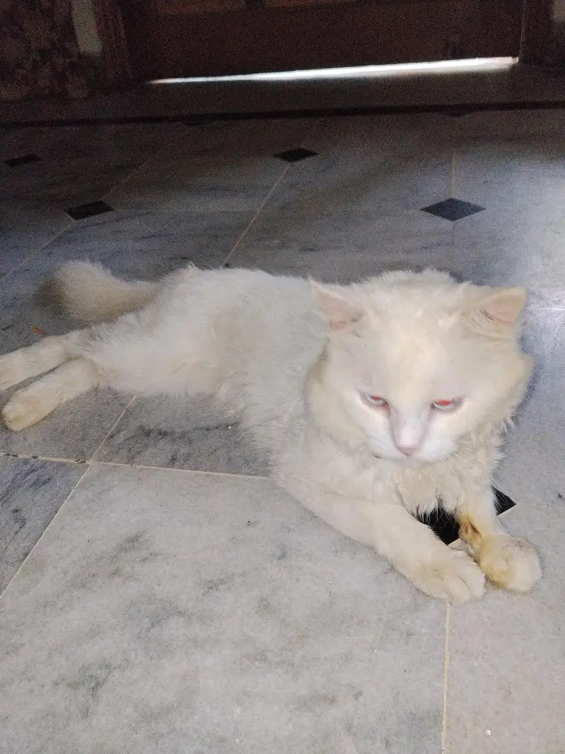 my catoo is for sale WhatsApp 03259595185 — photo 2