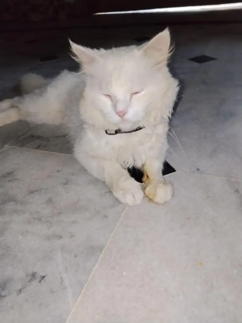 my catoo is for sale WhatsApp 03259595185 — photo 3