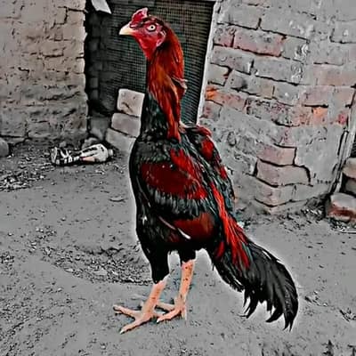 breeding murga