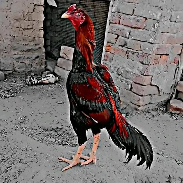 breeding murga 0