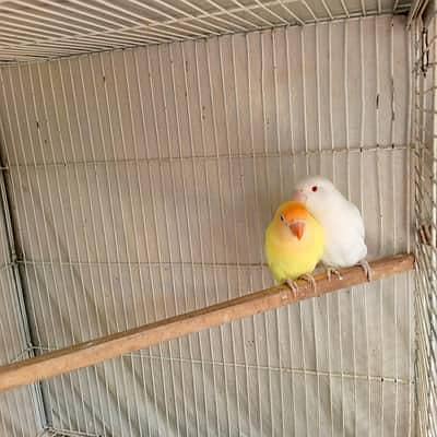 lovebirds 3 piec 2 female 1 male