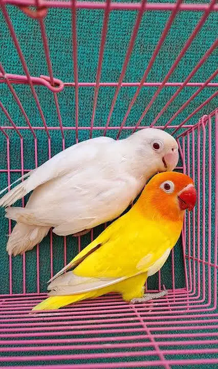 lovebirds 3 piec 2 female 1 male — photo 2