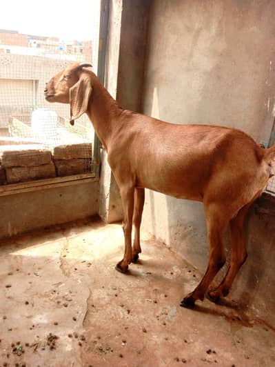desi doghli Bakri