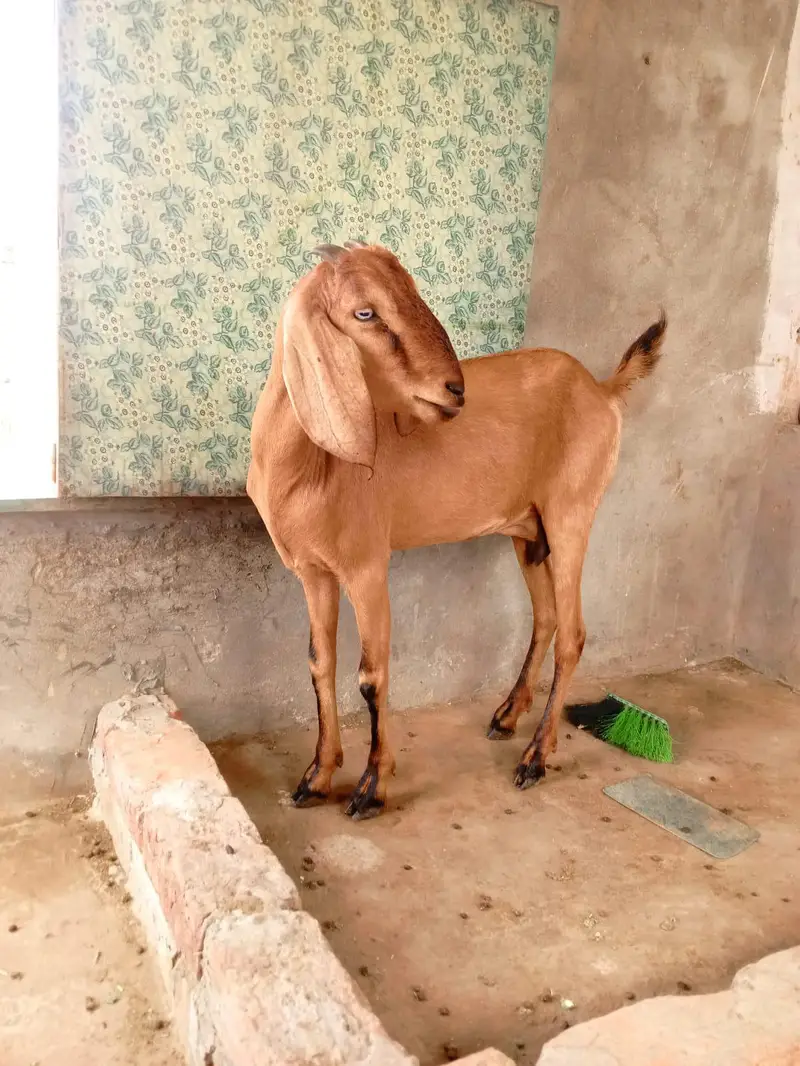 desi doghli Bakri — photo 2