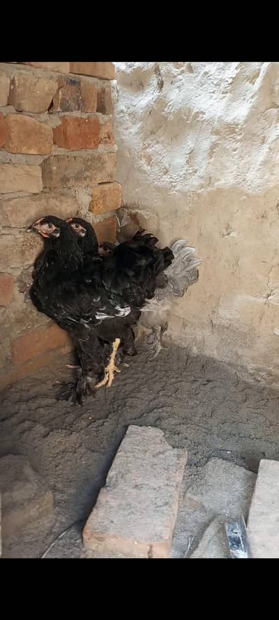 black&blue heavy cochin pullets age 4.5 Mon+