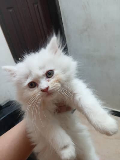 persian pair heavy coated kittens | Male and Female | 2 months age