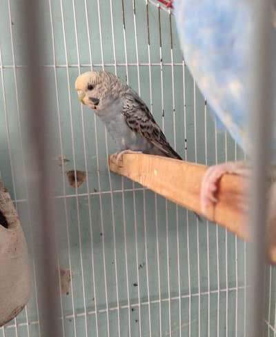 budgies ready to breed pair available