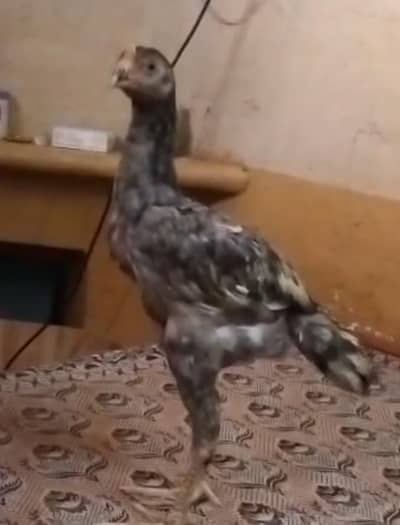Black O shamo chicks