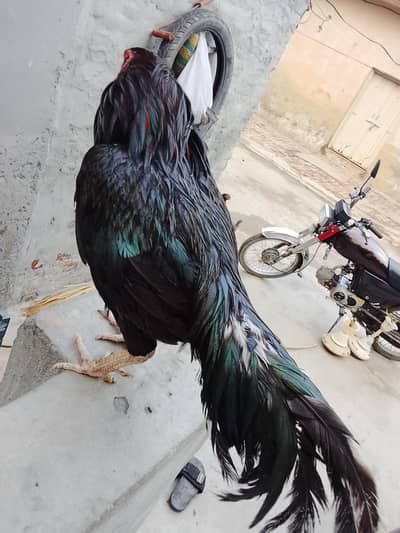 urgent for sale