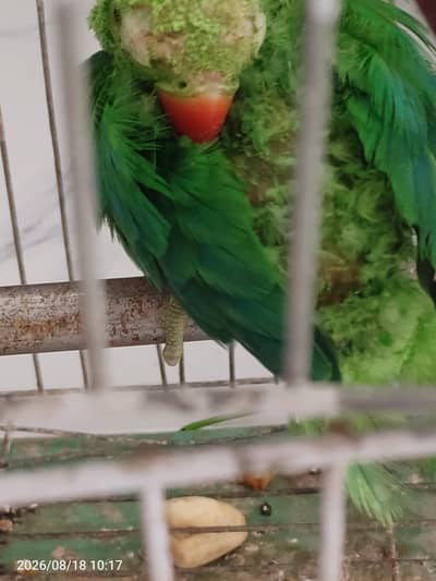 parrot