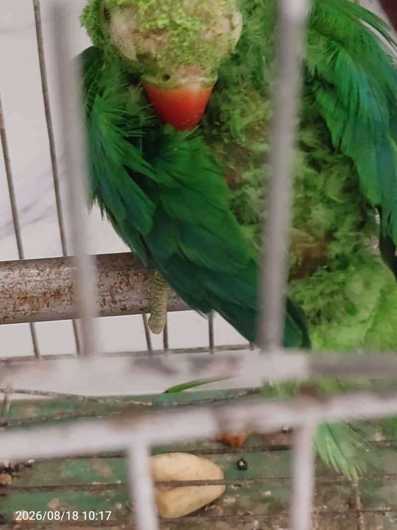 parrot 0