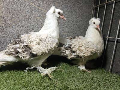 saddle frilback silver chiks pair
