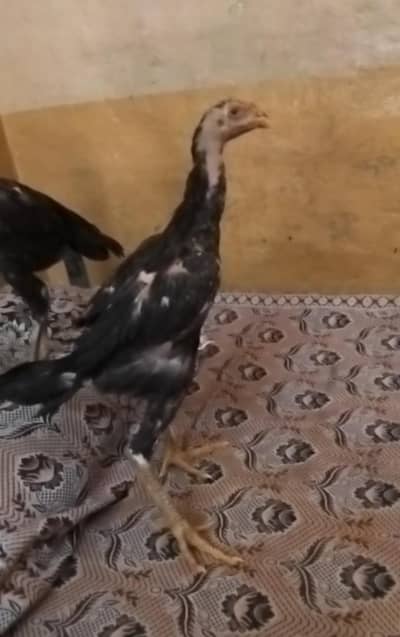 Black O shamo chicks