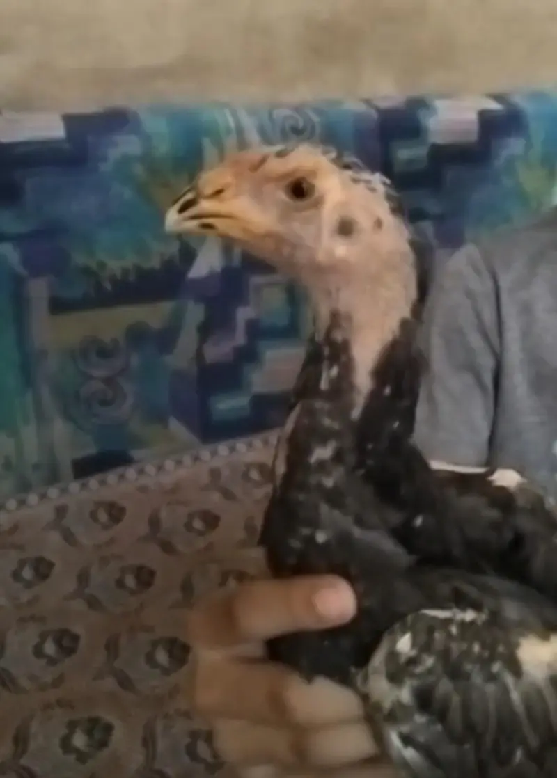 Black O shamo chicks — photo 2