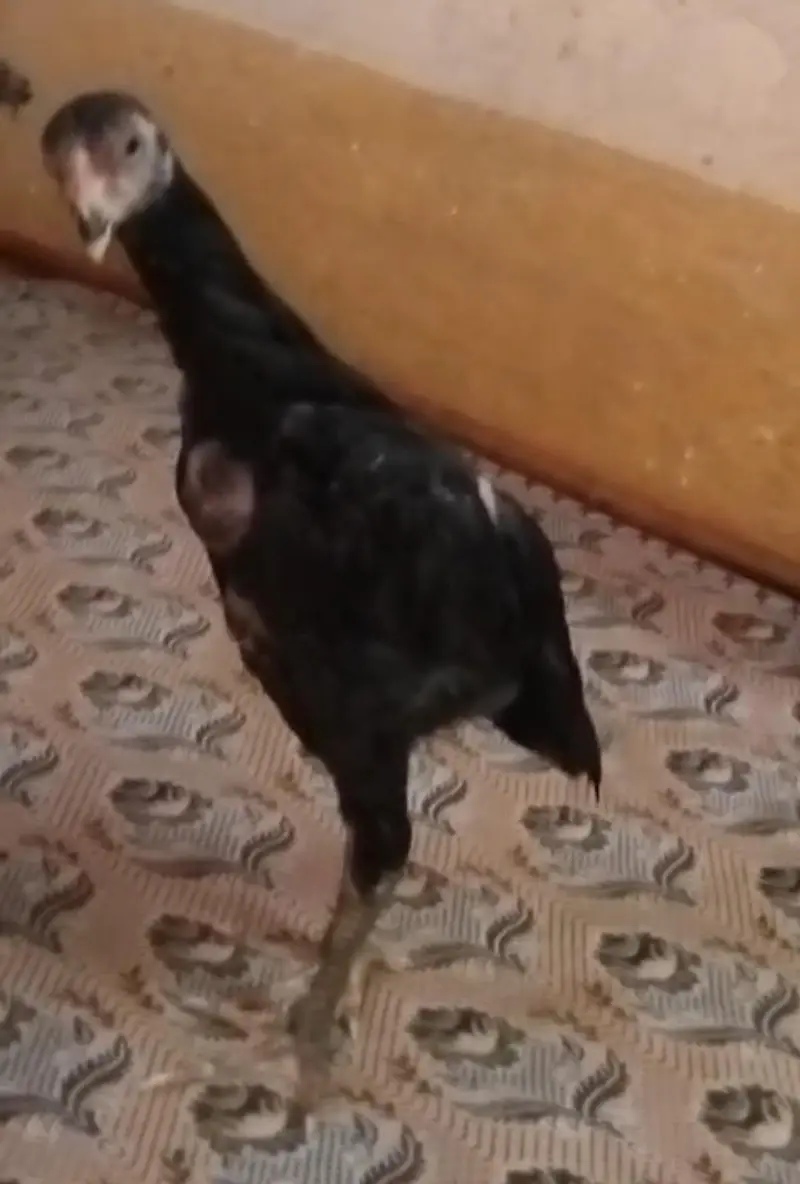 Black O shamo chicks — photo 3