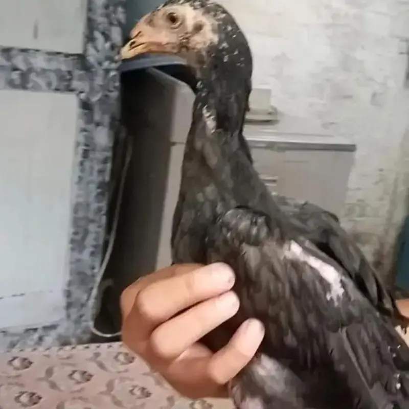 Black O shamo chicks — photo 4