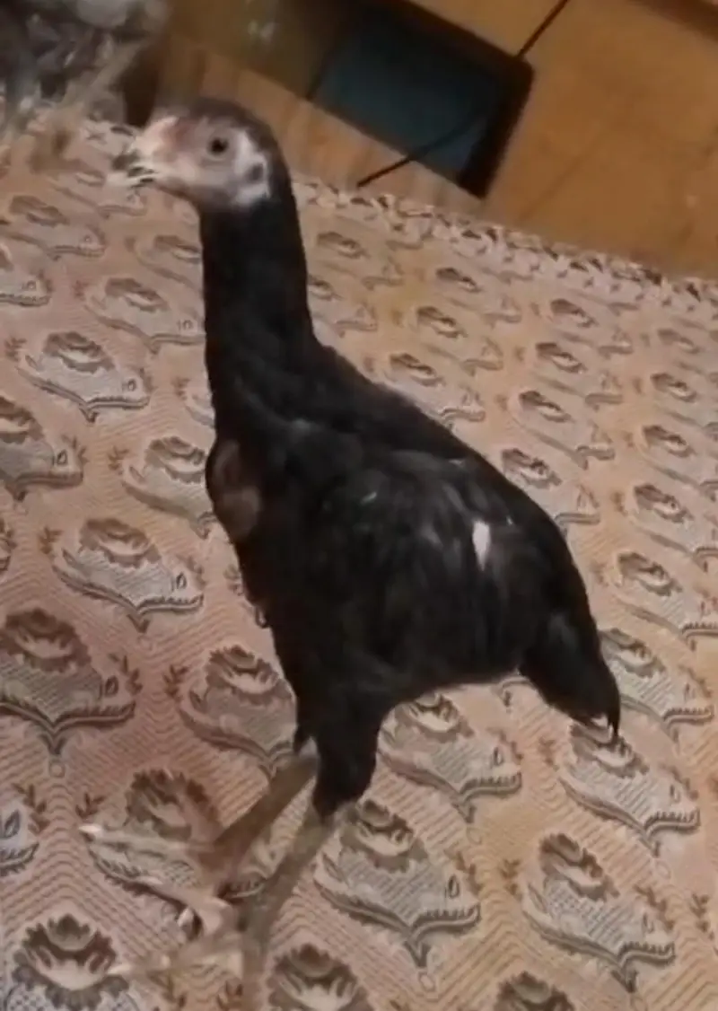 Black O shamo chicks — photo 5